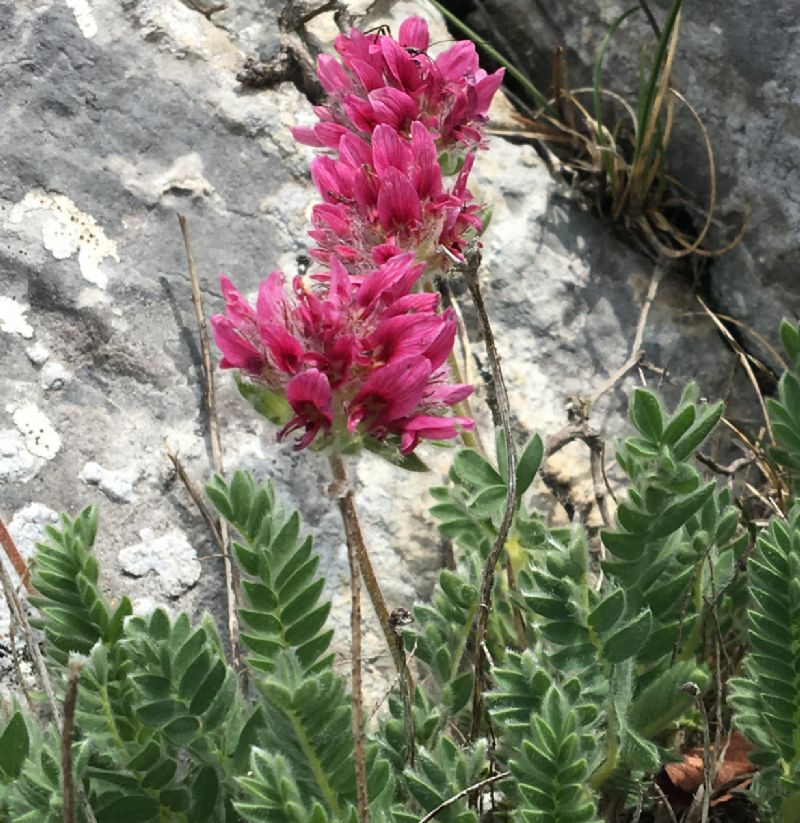 Anthyllis montana (Fabaceae)